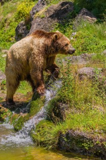 An eurasian brown bear (Ursus arctos arctos) walks along a creek towards a little cascade, that