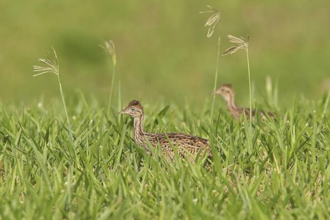 White-bellied Nothura (Nothura boraquira) perched on the ground in Bolivia, South America