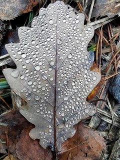 Detailed view, A leaf covered with drops of water after a rain shower on the ground, Frankenwald