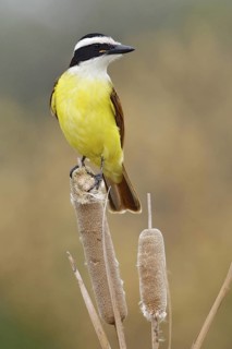 Great Kiskadee (Pitangus sulphuratus), Texas, USA
