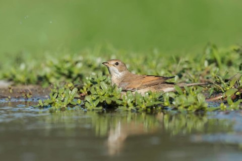 Common Whitethroat (Sylvia communis) at waterhole, Aosta Valley, Italy