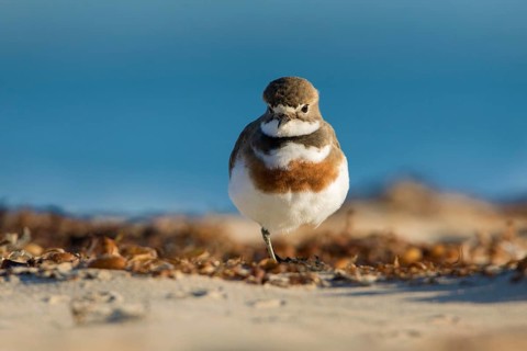 Double-banded Plover (Charadrius bicinctus) on beach, Victoria, Australia