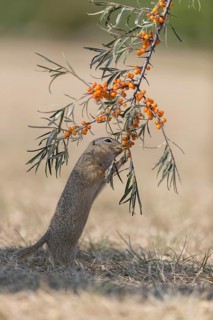 One European ground squirrel (Spermophilus citellus) or European souslik standing erected in dry