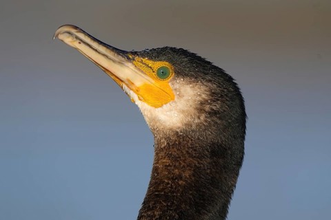 Close up of a large cormorant captured in Puebla de BeleÃ±a, Spain. The bird striking features and