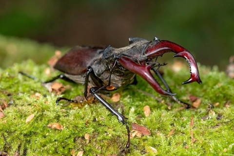 Stag beetle (Lucanus cervus), horned beetle, fire beetle, male with large mandibles, upper jaw,