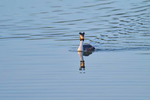 A great crested grebe moves calmly on the still water with a clear reflection, Great crested grebe