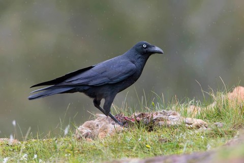 Forest Raven (Corvus tasmanicus) on ground, Victoria, Australia