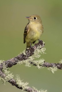Pacific-slope Flycatcher (Empidonax difficilis) perched on a branch, New Mexico, USA