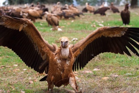 Griffon Vulture (Gyps fulvus) flock, Castile-La Mancha, Spain