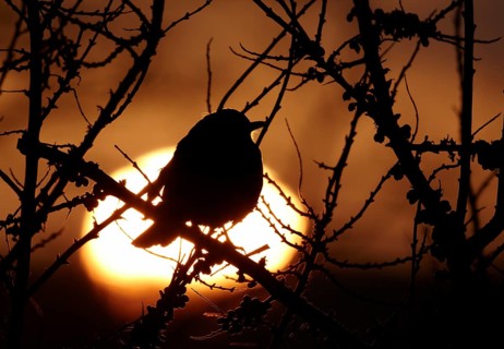Common Blackbird (Turdus merula), Mecklenburg-Western Pomerania, Germany