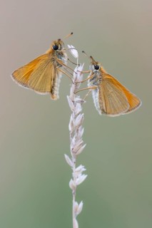 Large skipper (Ochlodes sylvanus), Ahlhorn, Lower Saxony, Germany
