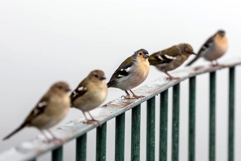 Madeira (Fringilla coelebs maderensis) Chaffinches, sitting on railings, Madeira, Portugal