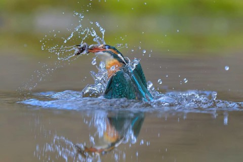 Kingfisher (Alcedo atthis), taking off from the water with a fish in its beak, Lechauen, Bavaria,