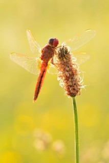 Red-eyed damselfly (Crocothemis erythraea), male backlit, North Rhine-Westphalia, Germany