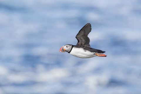 Atlantic Puffin (Fratercula arctica) flying, Iceland