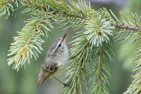 Humes Leaf Warbler - Tienschan-Laubsänger - Phyllsocopus humei ssp. humei, Kyrgyzstan