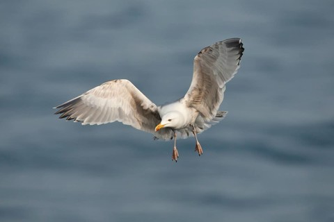 European Herring Gull (Larus argentatus) flying, Baltic Sea, Germany