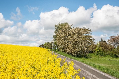 Landscape with fields of yellow flowering rapeseed and a tiny road and flowering tree and cloud in