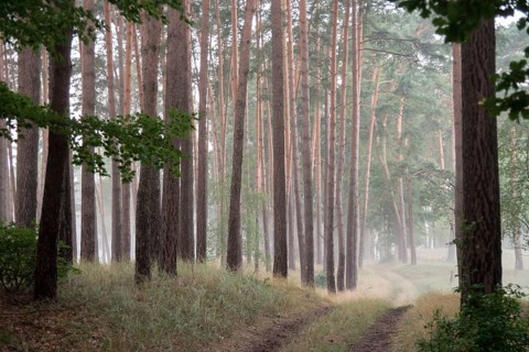 Barnim, Brandenburg, FFH area, Finow Valley, Finowtal-Pregnitzfließ, Germany, Natura 2000, Barnim