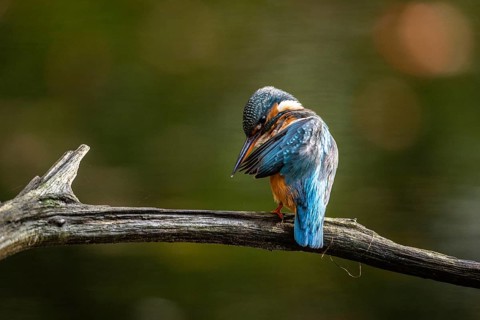 Common kingfisher (Alcedo atthis) during plumage care, Emsland, Lower Saxony, Germany