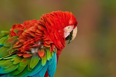 Close-up of a colourful parrot with red head and green plumage, Green-winged Macaw, or Dark Scarlet