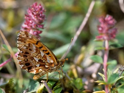 Boloria dia, clossiana dia, grove violet pearl butterfly, lean grass pearl butterfly, weaver's