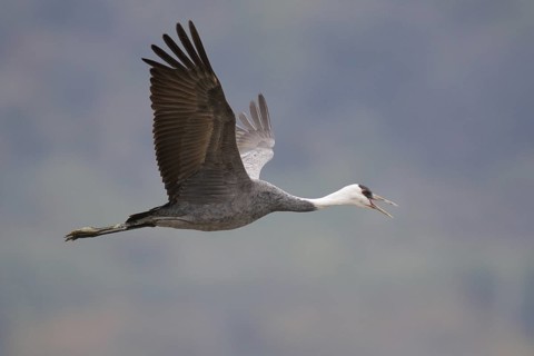 Hooded Crane (Grus monacha) calling in flight, Arasaki, Japan