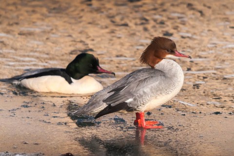 Goosander, goose säger, mergus merganser, anatidae, birds, duckbirds, female, male, säger, birds,