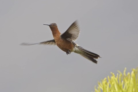 Giant Hummingbird (Patagona gigas), Ecuador