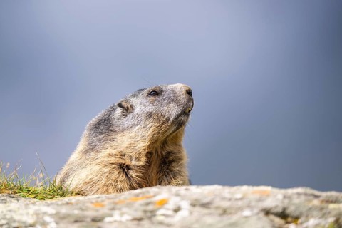 Alpine marmot (Marmota marmota) in autumn, Grossglockner, High Tauern National Park, Austria