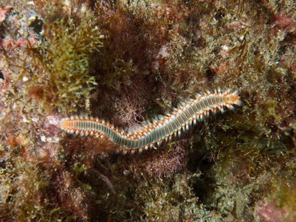 An elongated bristle worm, the fire bristle worm (Hermodice carunculata), moves across the algae,