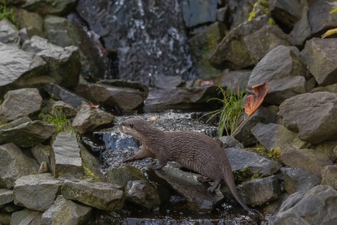 One oriental small-clawed otter or Asian small-clawed otter (Aonyx cinerea), crossing a creek in