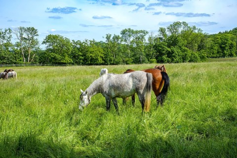 Young horses grazing in the paddocks of the Marbach Principal and State Stud's foal farm in St.