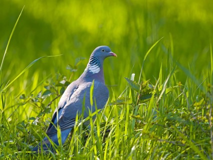 Wood pigeon (Columba palumbus), perched in the grass, Solms, Hesse, Germany
