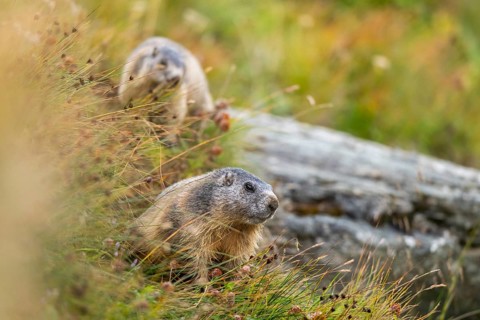 Alpine marmot (Marmota marmota) in autumn, Grossglockner, High Tauern National Park, Austria