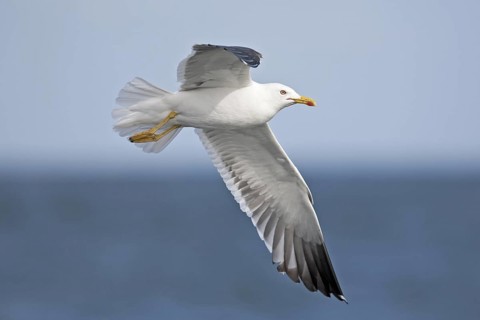 Lesser Black-backed Gull (Larus fuscus) flying, North Sea, Germany