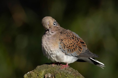 European turtle dove (Streptopelia turtur) adult bird preening, England, United Kingdom