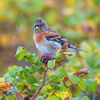 Brambling (Fringilla montifringilla), spring, foraging, Battenberg, Heligoland,