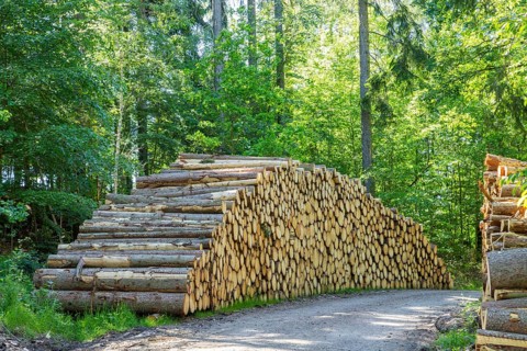 Stacks of wood in the Dippoldiswald Heath, Dippoldiswalde, Saxony, Germany