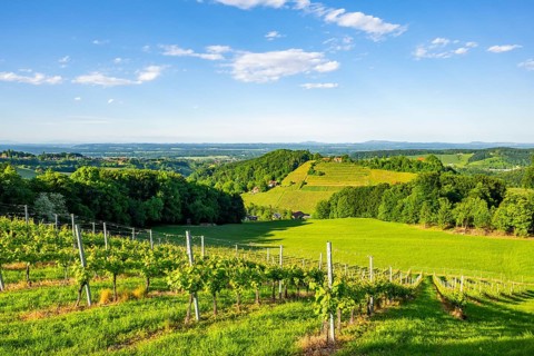 Landscape of the wine yards growing on the hills of southern styria, Austria