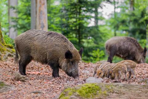 Wild boar (Sus scrofa), adults and piglets, forage for food on the forest floor
