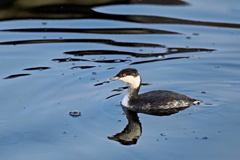 Slavonian grebe (Podiceps auritus), adult, in a white plumage, winter plumage, swimming in Lake