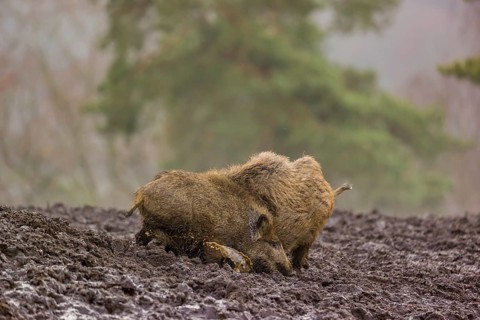 Two wild boars or wild pigs (Sus scrofa) fight in a clearing on a foggy day