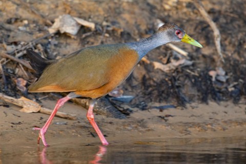 Grey-necked wood rail (Aramides cajanea) Pantanal Brazil