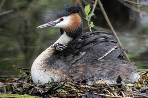 Great Crested Grebe (Podiceps Scalloped ribbonfish) with juveniles, Emsland, Lower Saxony, Germany