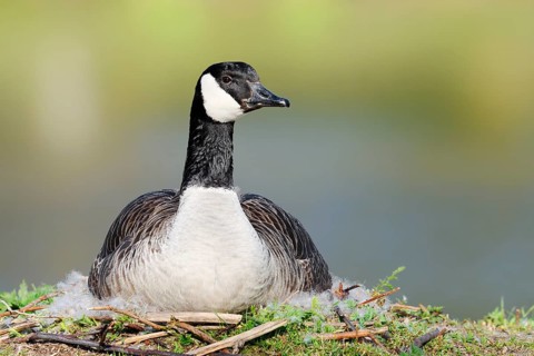 Canada goose (Branta canadensis) sitting brooding on the nest, North Rhine-Westphalia, Germany