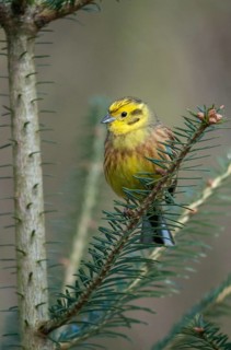 Emberiza citrinella, goldammer, yellowhammer, birds, high size, portrait format, male, passeri,