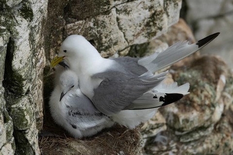 Black legged kittiwake (Rissa tridactyla) adult parent and two juvenile baby seabird birds on a