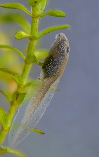 Common frog, common frog, rana temporaria, amphibians, amphibians, frog, frogs, high size,