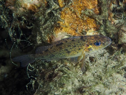 A ruffe (Gymnocephalus cernua) lies on a natural, algae-covered substrate, dive site Zollbrücke,